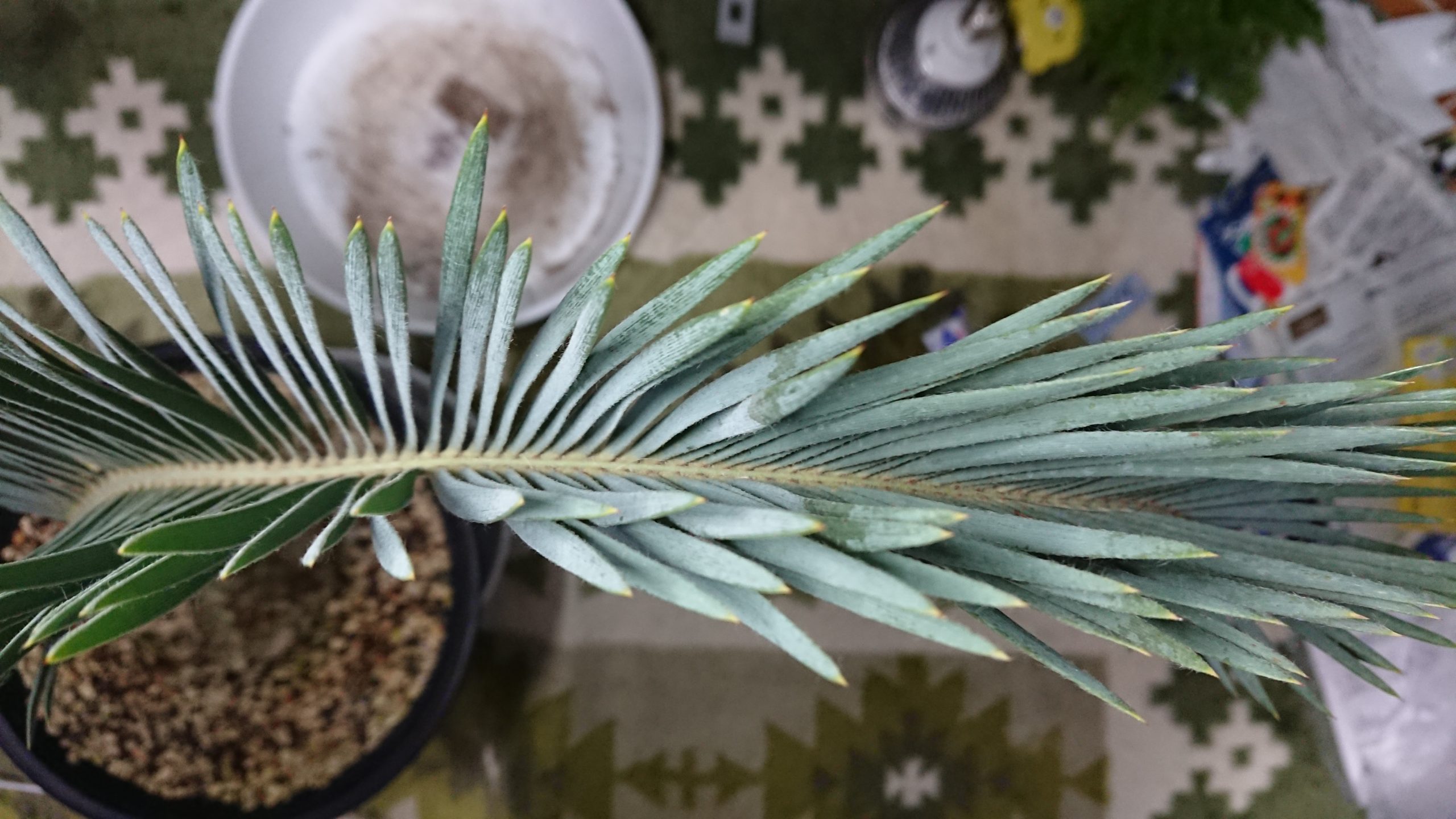【純正割】エンセファラルトス アレナリウス True blue 観葉植物